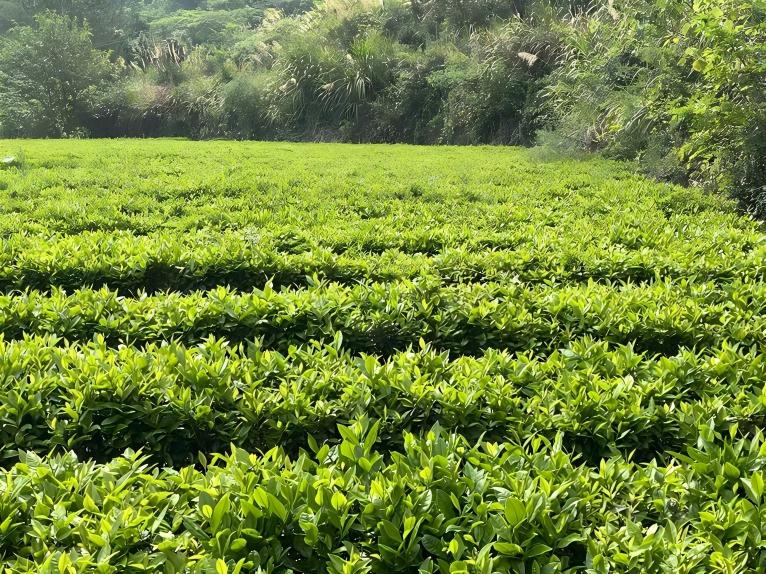 òũģƷˡϪ֪С˴ٽŲɷûϪֲ