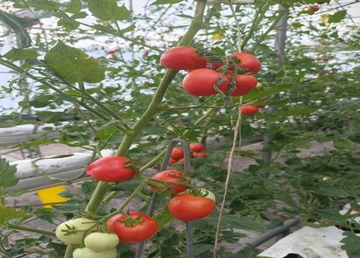 ̽ũҵƼˡ̽ʡŶӲι۸ũҵƼоԺ