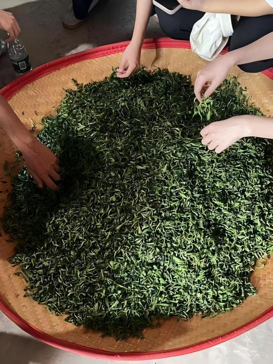 Ϫ֪СǣֲһƬҶ˶ ҵ