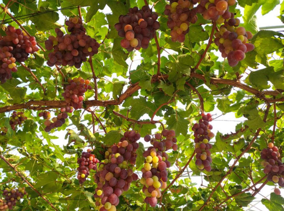 �ഺ��������·����л��ġ��ɳ��ǡ�