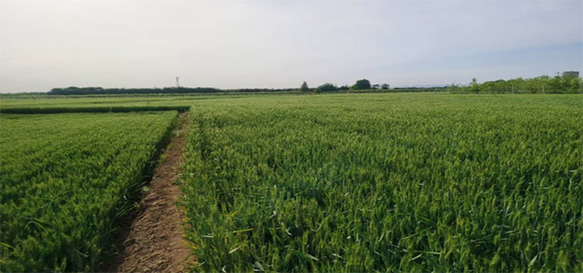 ���������Ұ ����ũҵ���ڡ�������ũ�ֿƼ���ѧ�����ŶӸ����е�����չũҵר�����