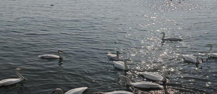 ɽ����ѧ����ѧԺ��˿��ε������Э�������̶ս��ھ���̬������ũ·��